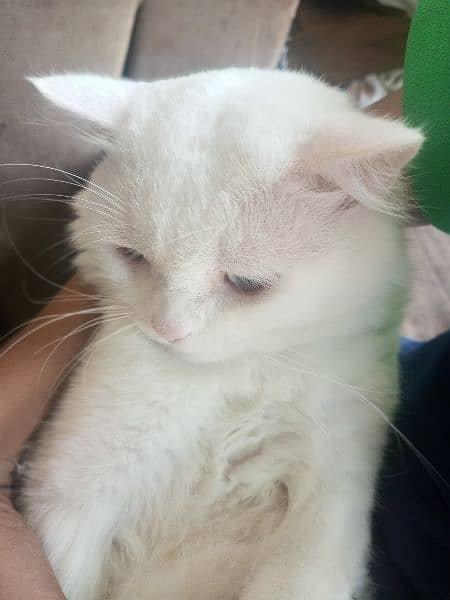 Persian Cat for Sale Only 10500 Spotless white Male Cat 2