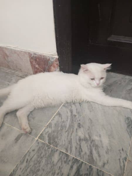 Persian Cat for Sale Only 10500 Spotless white Male Cat 3