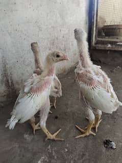 heera chicks