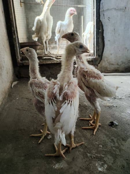 heera chicks 4