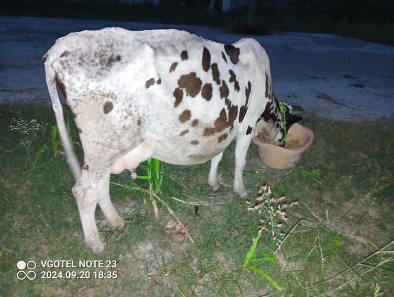 Tazi sui gaay cow for sale with wachi  0-3-1-5-5-1-7-7-1-7-2 2