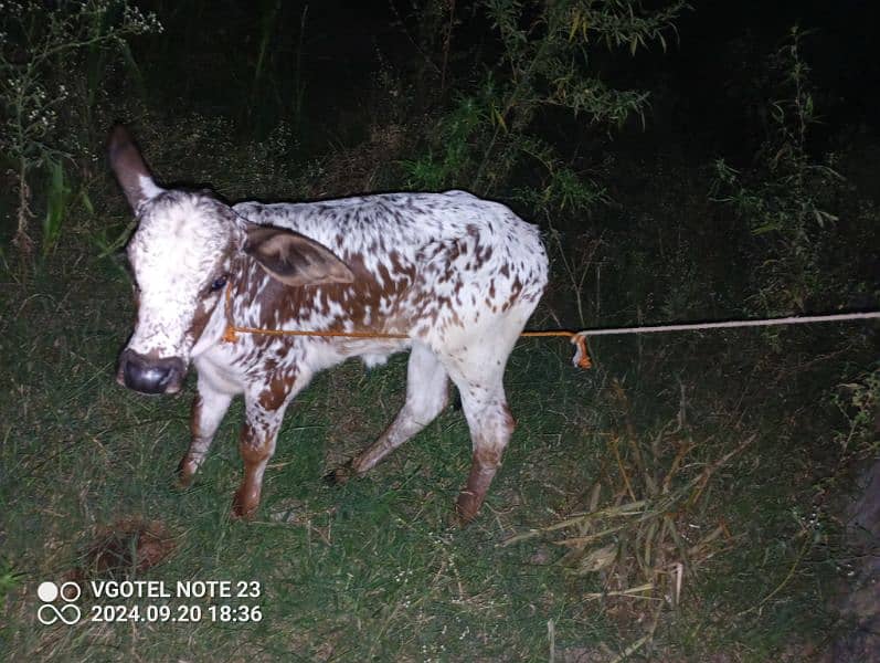 Tazi sui gaay cow for sale with wachi  0-3-1-5-5-1-7-7-1-7-2 3