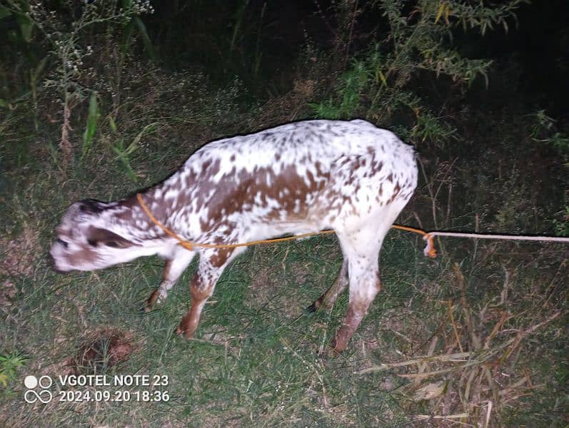 Tazi sui gaay cow for sale with wachi  0-3-1-5-5-1-7-7-1-7-2 4