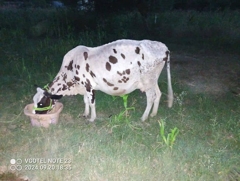 Tazi sui gaay cow for sale with wachi  0-3-1-5-5-1-7-7-1-7-2 5