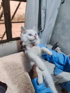 white baby cat