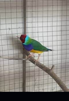 gouldian finch beautiful healthy and active breeder pair