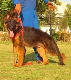 German shepherd long coat male 4 month age for sale