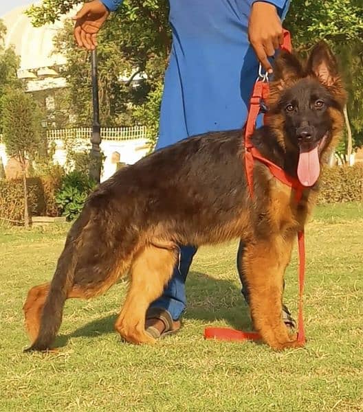 German shepherd long coat male 4 month age for sale 1