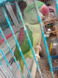 ringneck male and pair 0