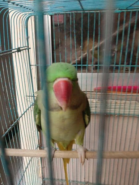 ringneck male and pair 1