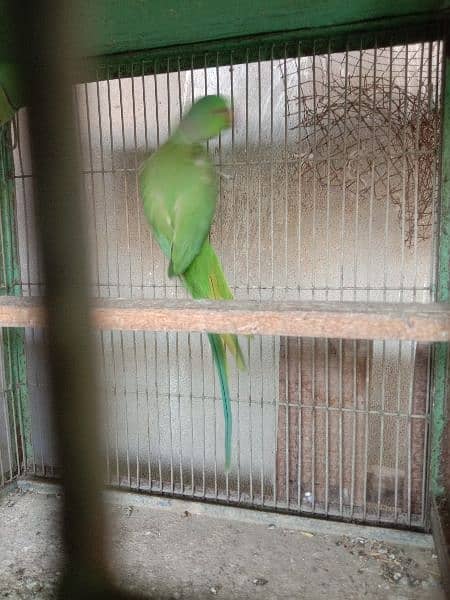 ringneck male and pair 2