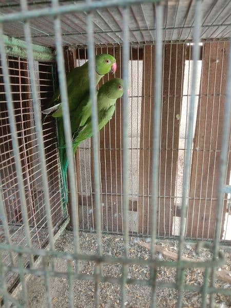 ringneck male and pair 3