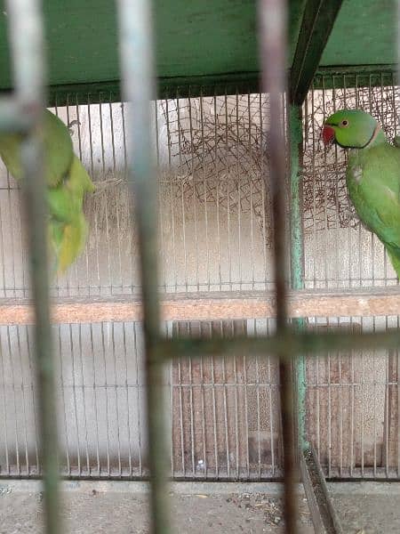 ringneck male and pair 4