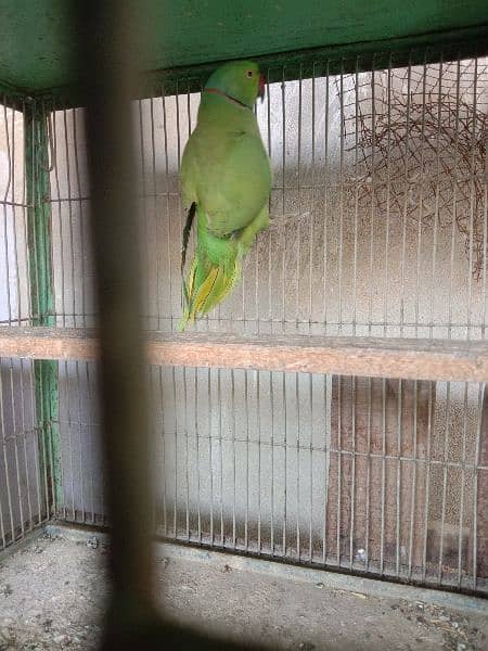 ringneck male and pair 5