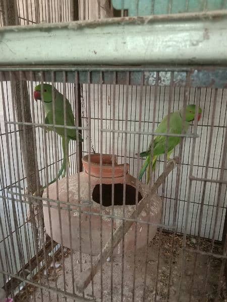 ringneck male and pair 7