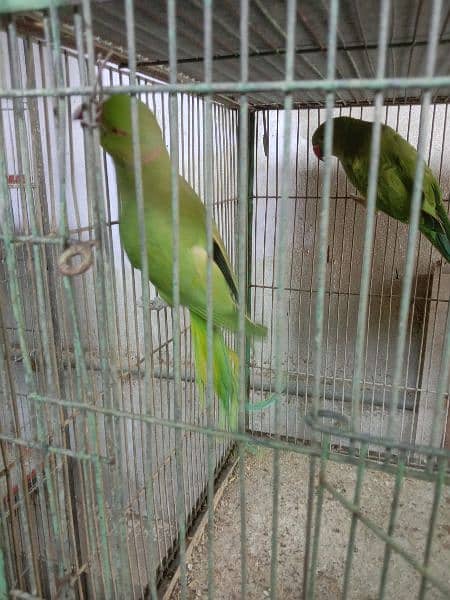 ringneck male and pair 9