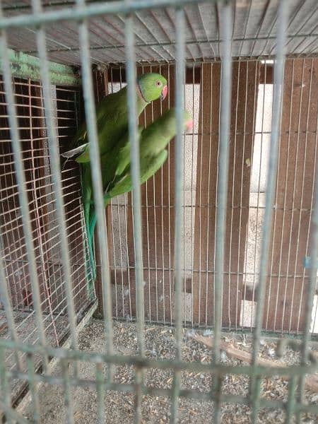 ringneck male and pair 10