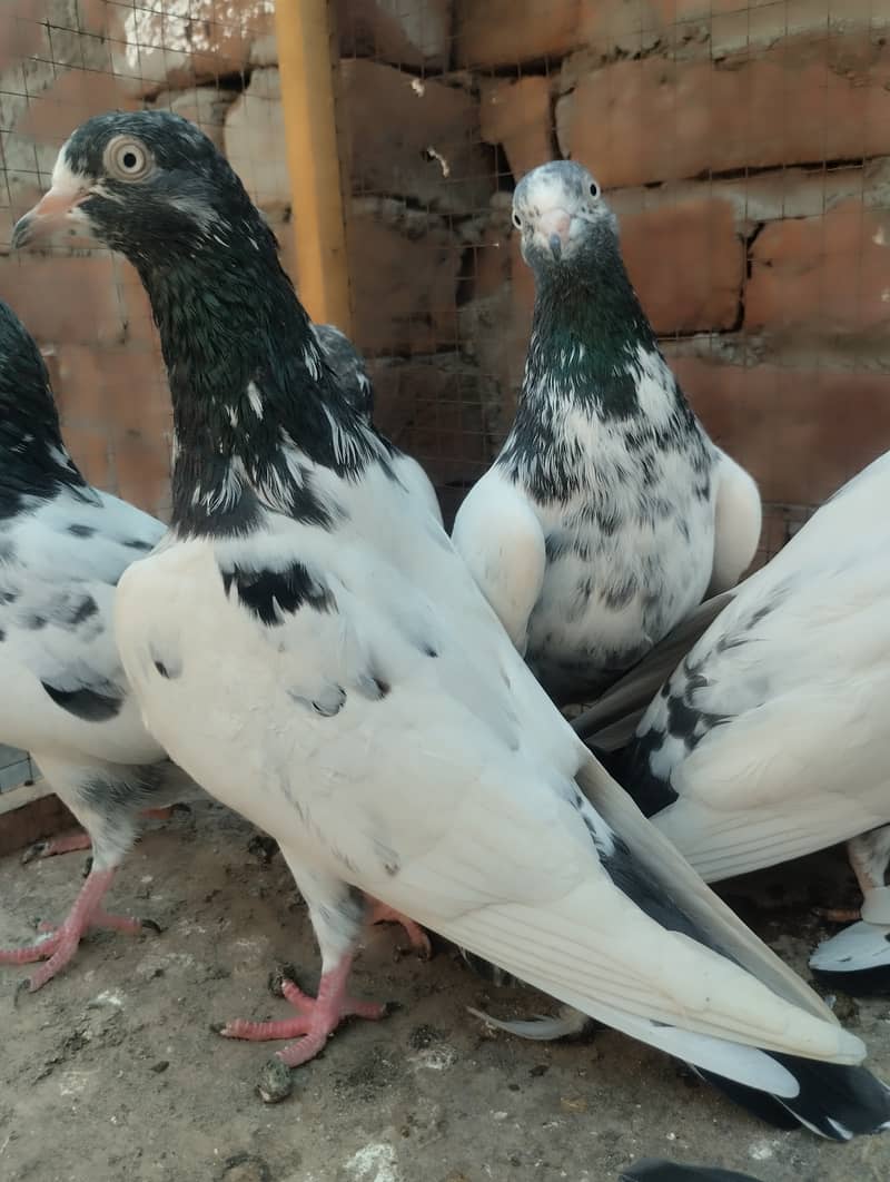 Teddy pigeon for sale 2