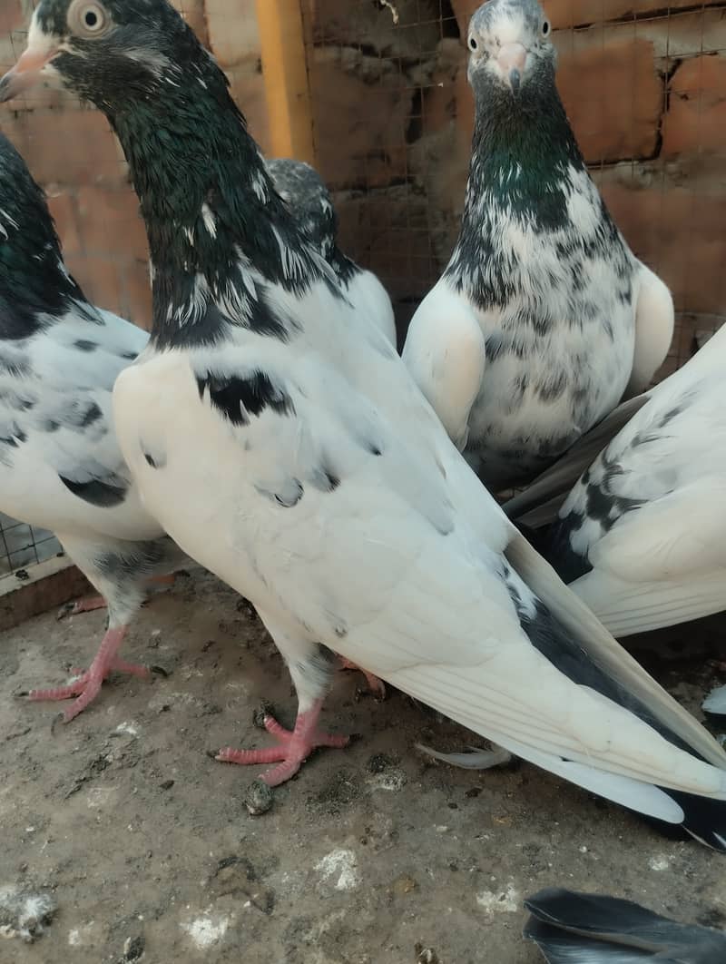 Teddy pigeon for sale 3