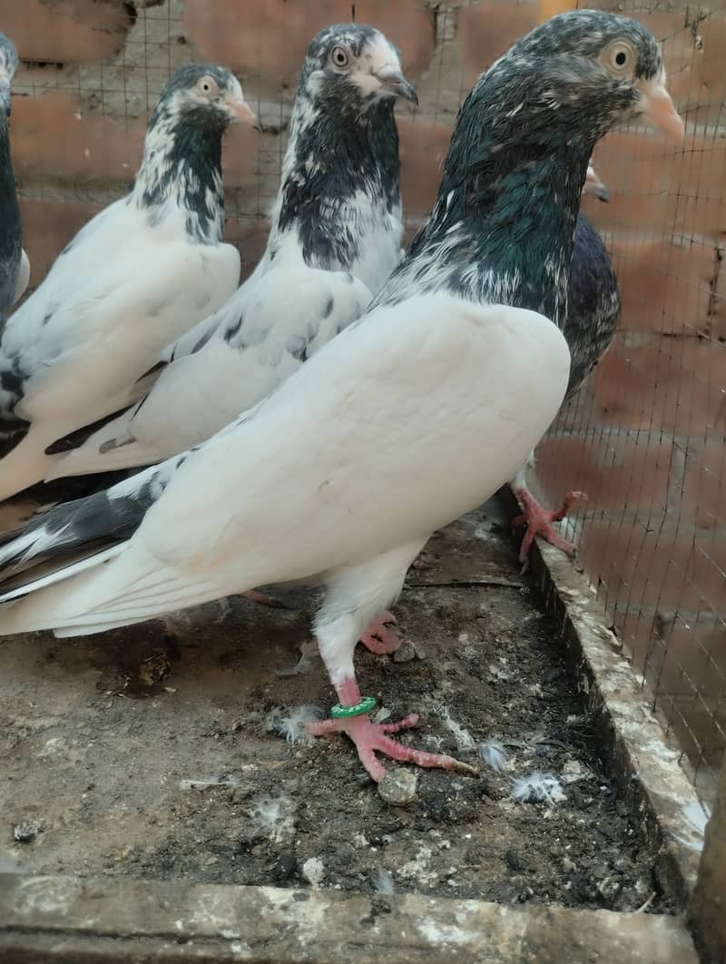 Teddy pigeon for sale 5