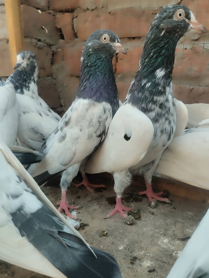 Teddy pigeon for sale 6