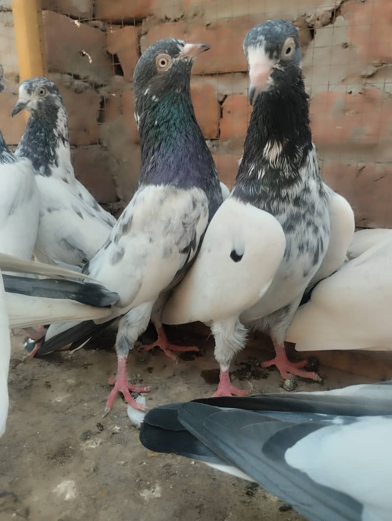 Teddy pigeon for sale 7