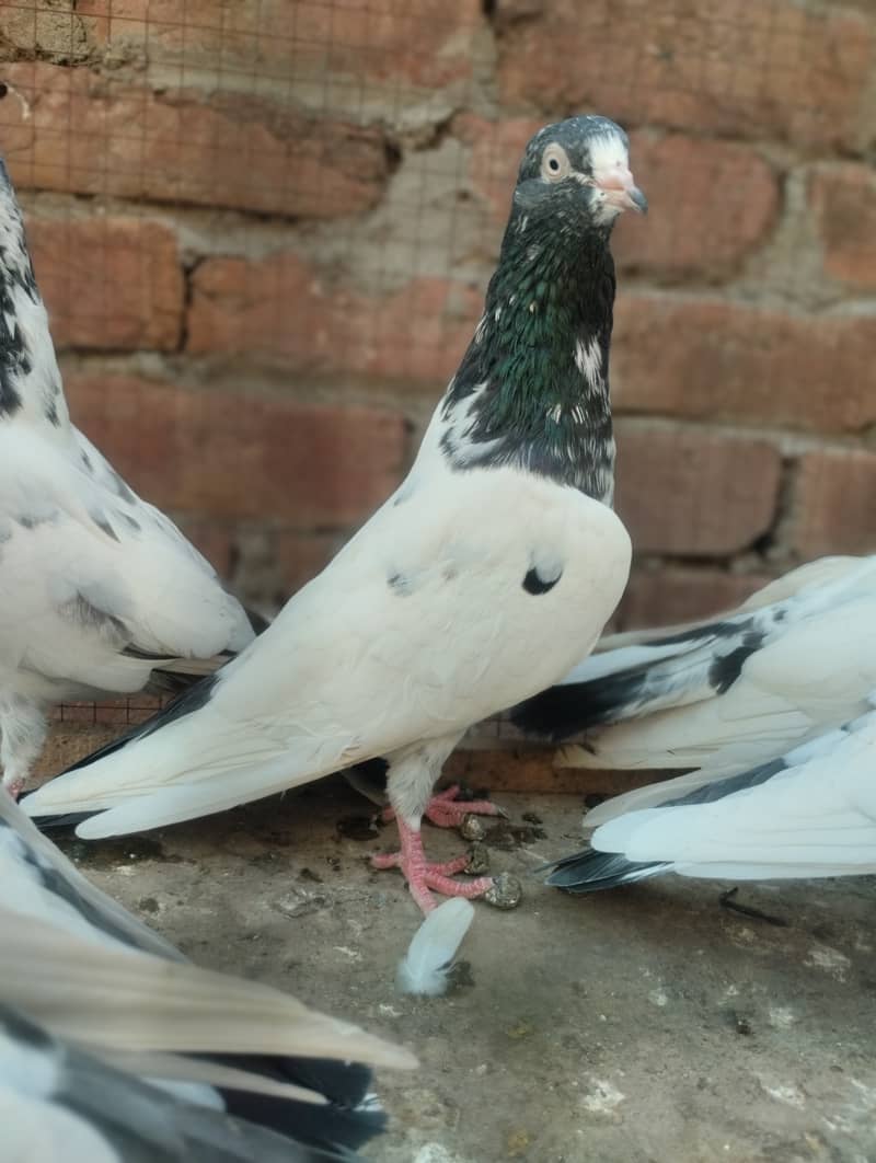 Teddy pigeon for sale 8