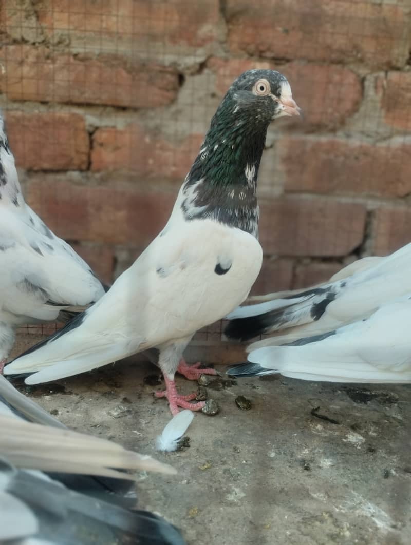 Teddy pigeon for sale 9