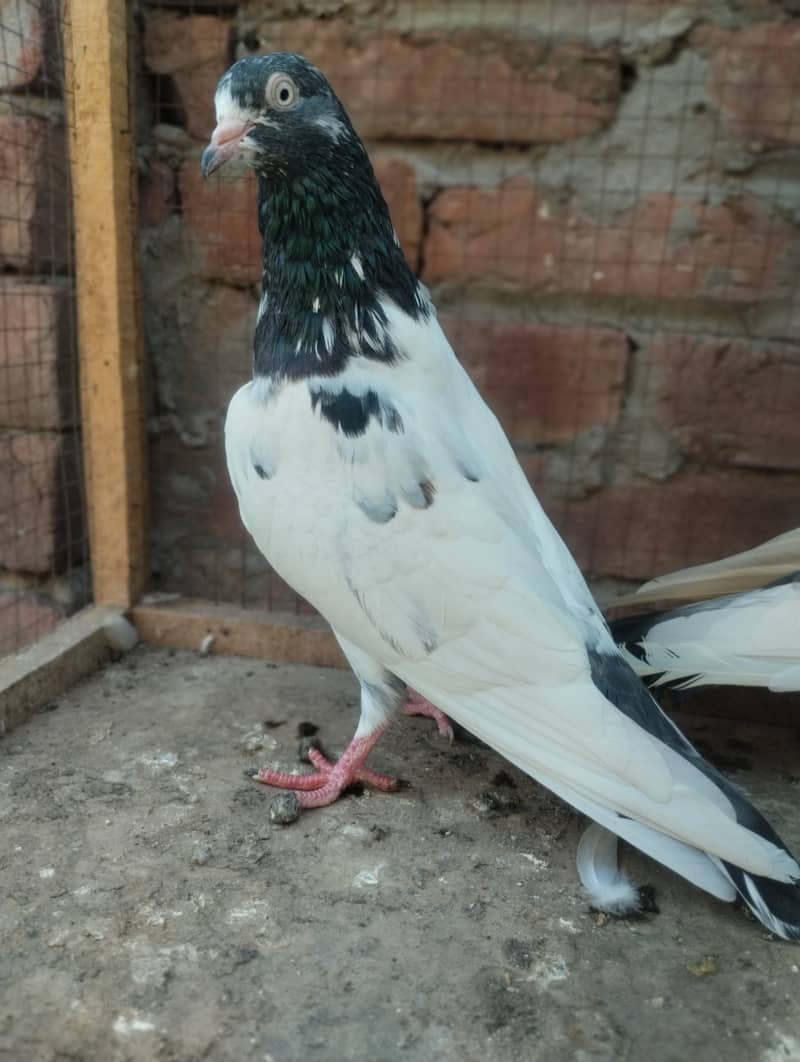 Teddy pigeon for sale 10