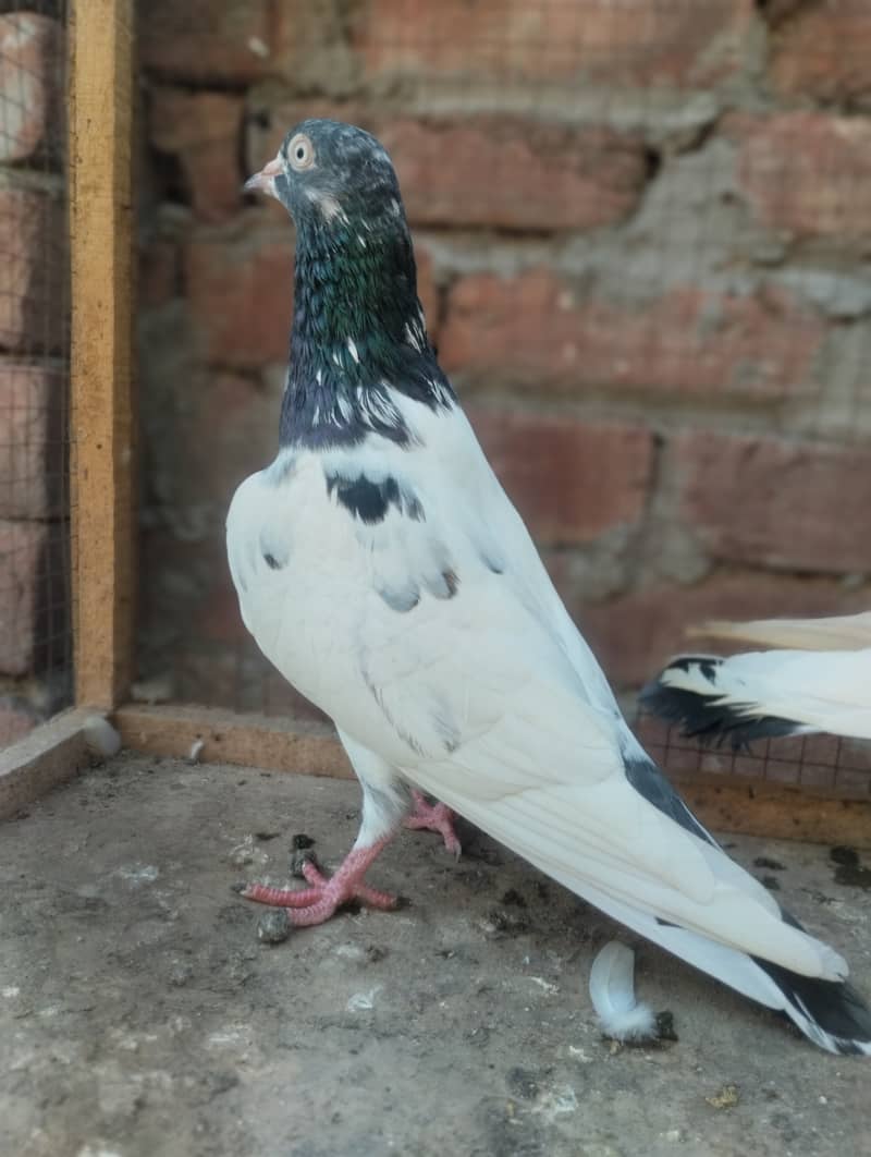 Teddy pigeon for sale 11