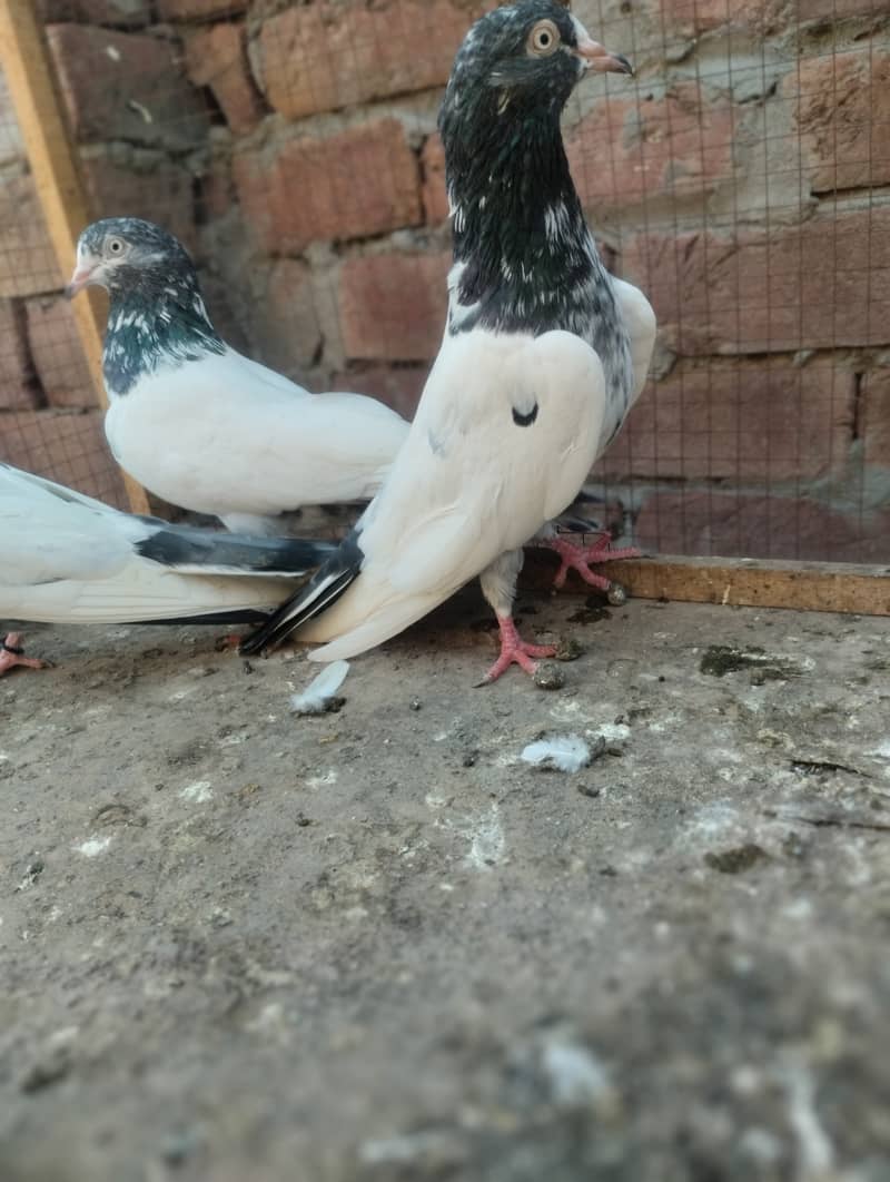 Teddy pigeon for sale 13