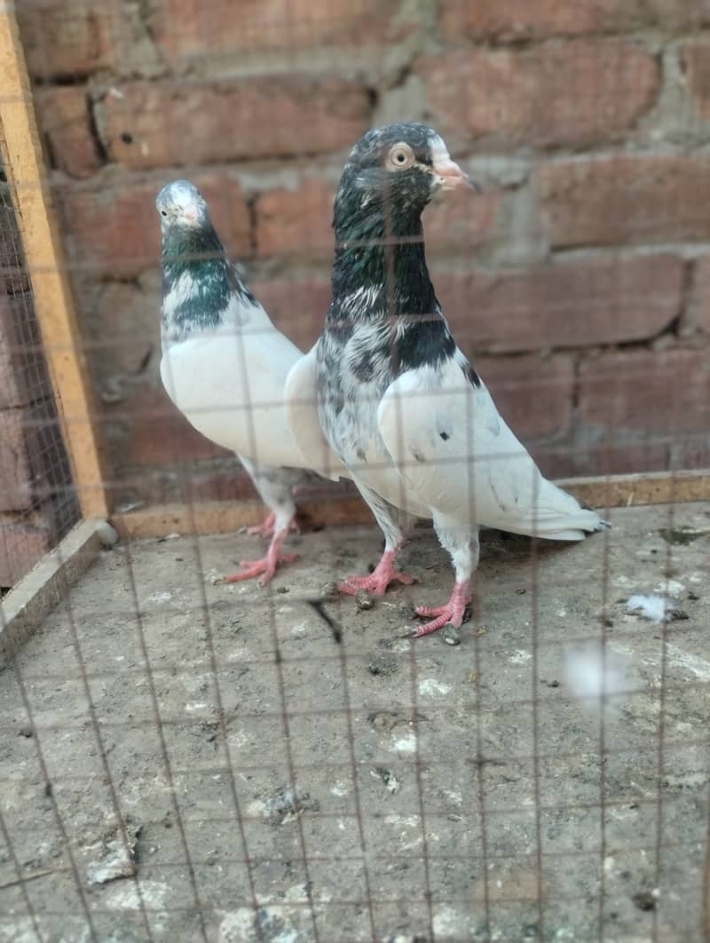 Teddy pigeon for sale 14