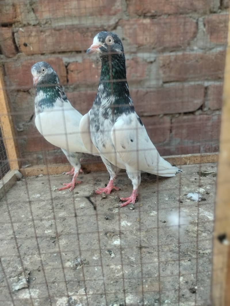 Teddy pigeon for sale 15