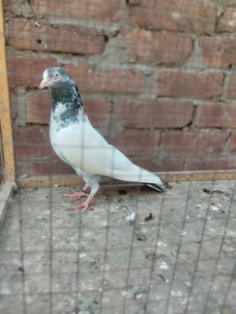 Teddy pigeon for sale 16