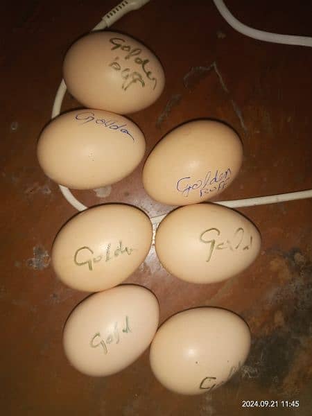 golden buff eggs available 0