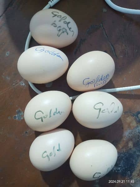 golden buff eggs available 1