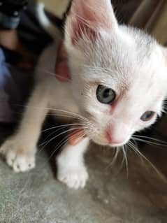 female cat with 4 kittens