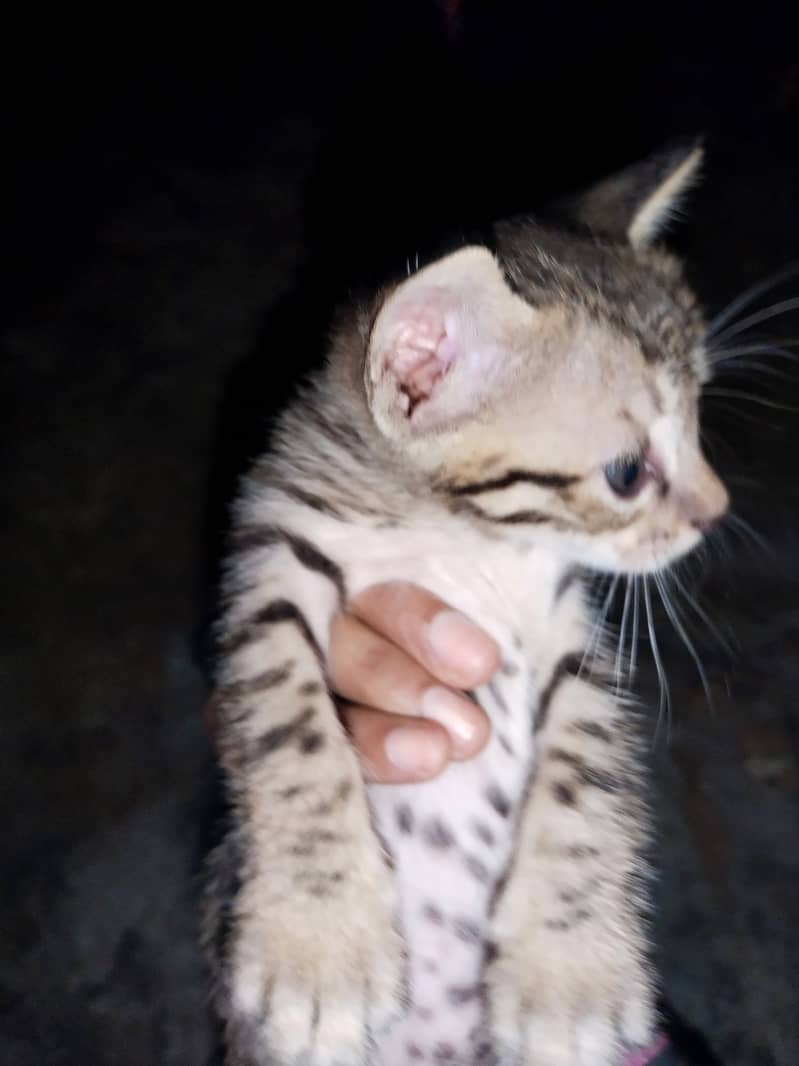 female cat with 4 kittens 1