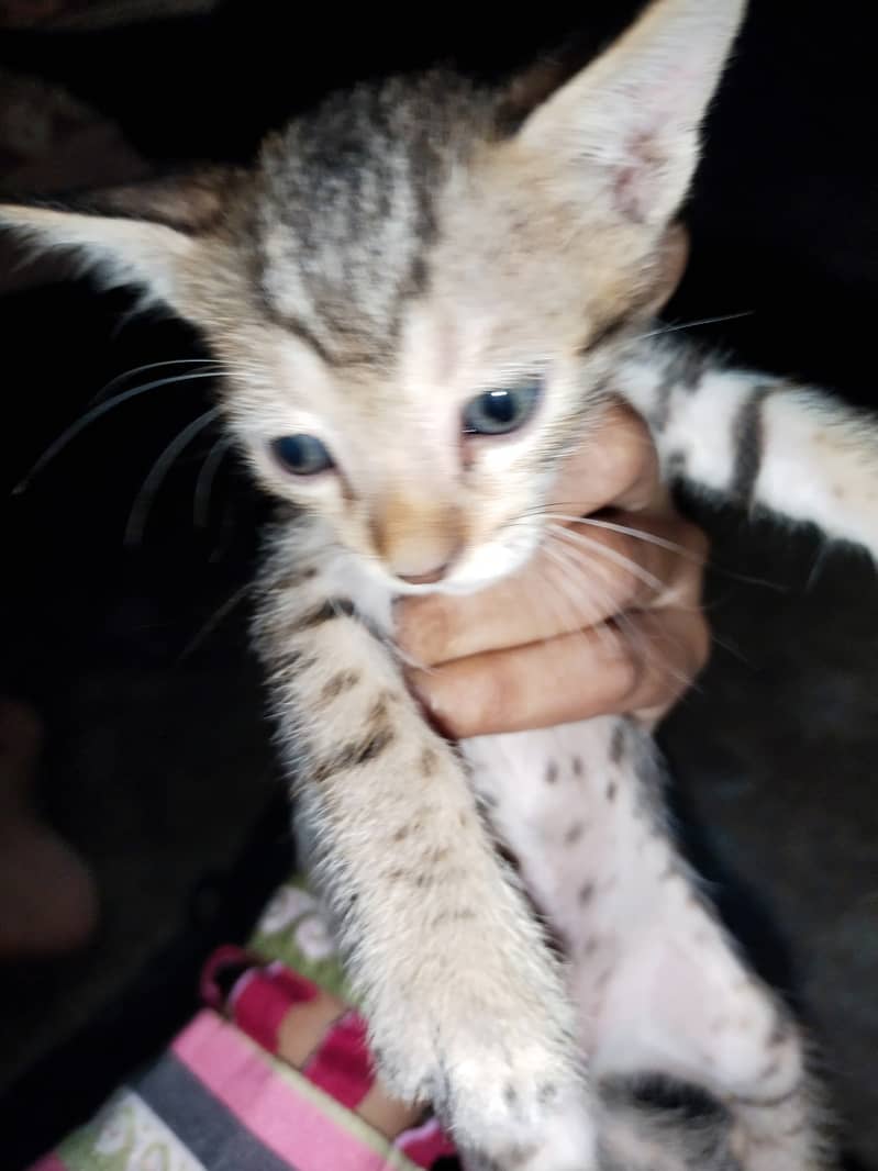 female cat with 4 kittens 2