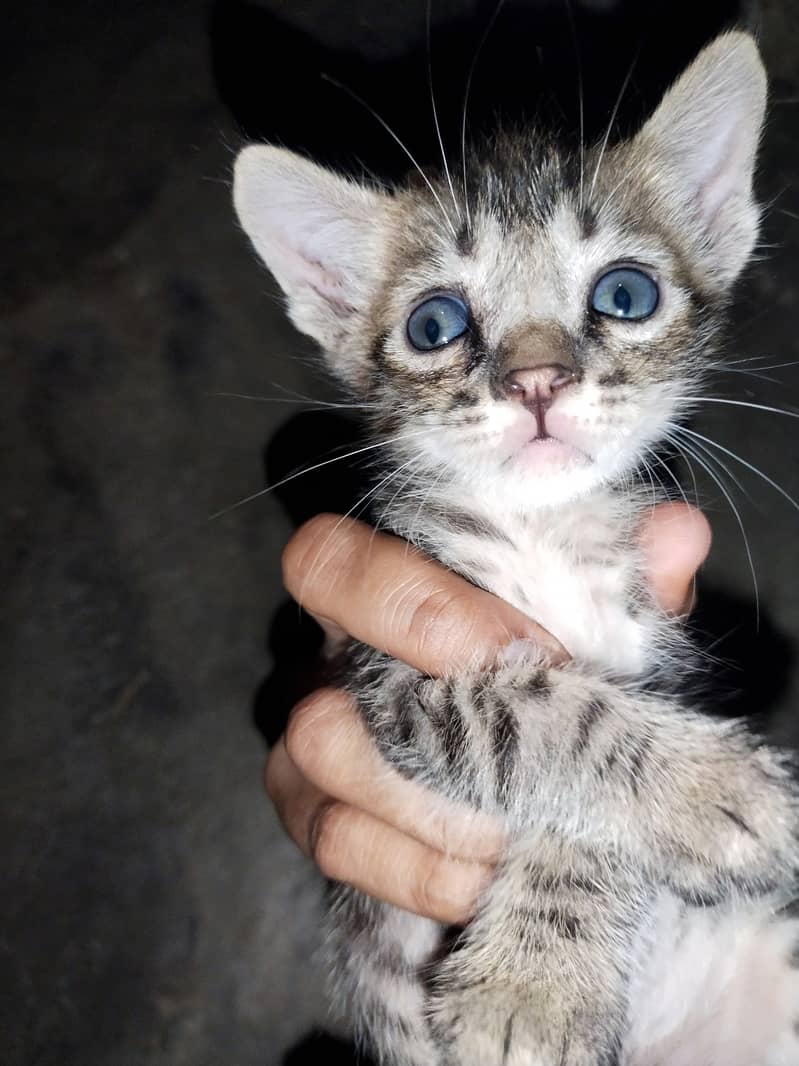 female cat with 4 kittens 3