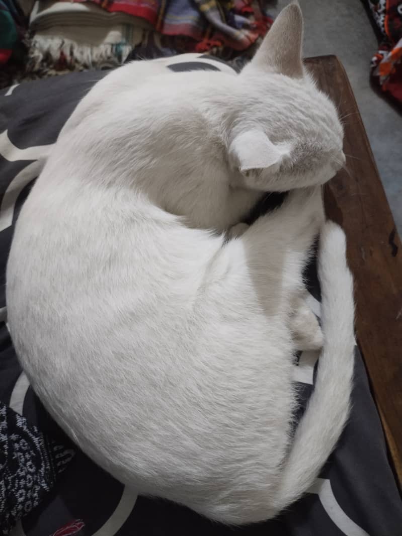 female cat with 4 kittens 4