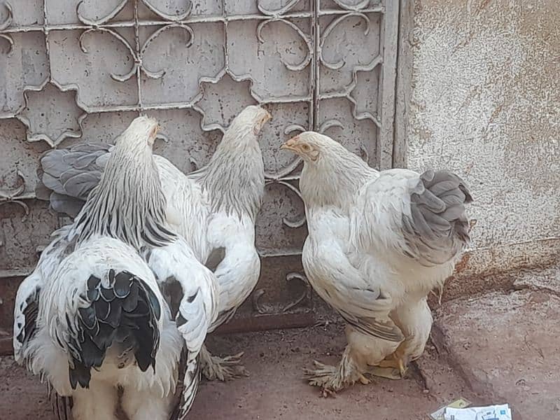 Colombian berhama hens60000 3