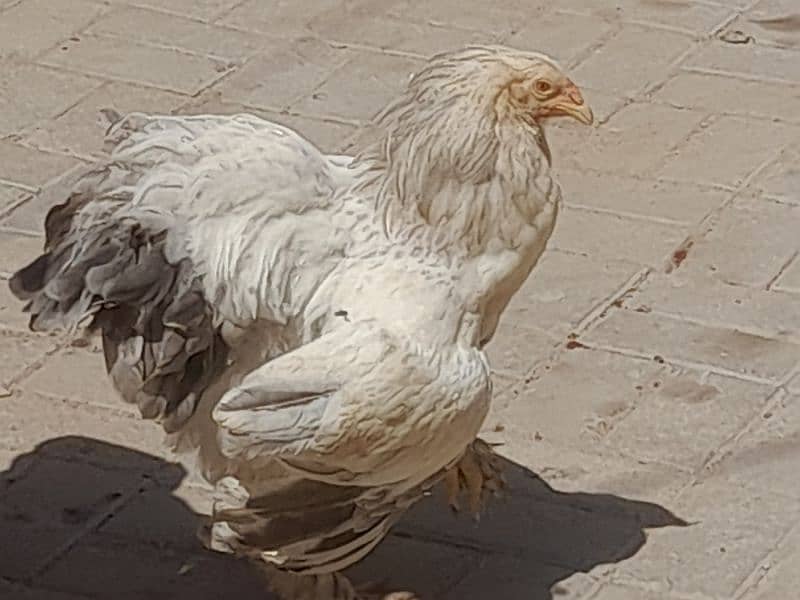 Colombian berhama hens60000 4