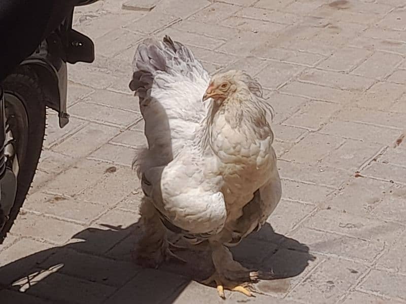 Colombian berhama hens60000 7