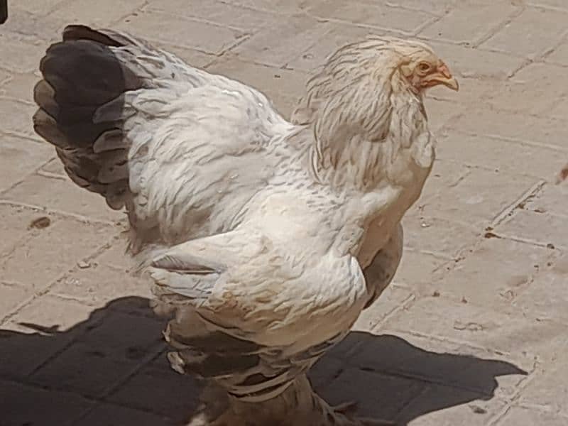 Colombian berhama hens60000 8