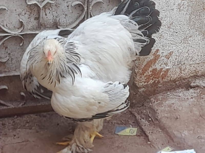 Colombian berhama hens60000 10