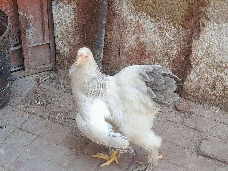 Colombian berhama hens60000 11