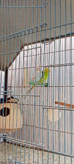 two breeding pair Australian 0