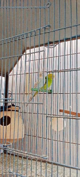 two breeding pair Australian 0