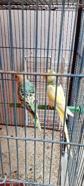 two breeding pair Australian 1